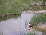 NebraskaSandhillsMay31-June5,2013 698.jpg