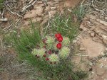 Claret Cup.jpg