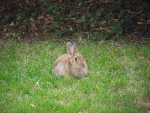 WabbitFrontYard9-27-2013 008.jpg