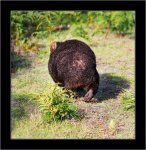 Wombat.jpg Wombat.jpg