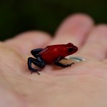 poison dart frog 2.jpg poison dart frog 2.jpg