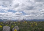 Hymenoxys grandiflora and distant Uncompahgre Peak from near Lake City.jpg