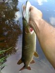fly caught.JPG