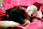 puppy5.jpg