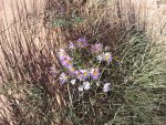 Wild Flowers Desert.jpg Wild Flowers Desert.jpg