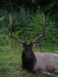 Elk in Banff.JPG
