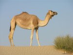 Camel in UAE.JPG