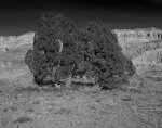 trees cathedral gorge, nv (1).jpg