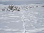 PeachNewSnowAndGoldenEagleRabbitKillSpot2-1-2014 033.jpg