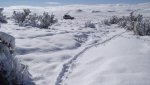 PeachNewSnowAndGoldenEagleRabbitKillSpot2-1-2014 040.jpg