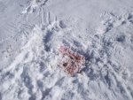 PeachNewSnowAndGoldenEagleRabbitKillSpot2-1-2014 049.jpg