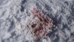 PeachNewSnowAndGoldenEagleRabbitKillSpot2-1-2014 053.jpg