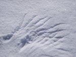 PeachNewSnowAndGoldenEagleRabbitKillSpot2-1-2014 058.jpg