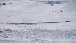 PeachNewSnowAndGoldenEagleRabbitKillSpot2-1-2014 068.jpg