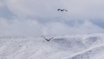 PeachNewSnowAndGoldenEagleRabbitKillSpot2-1-2014 029.jpg