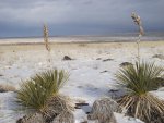 WinterYuccasAnd Desert2-7-2014 (63) (1600x1200).jpg