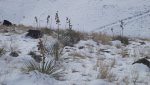 WinterYuccasAnd Desert2-7-2014 (43) (1600x1200).jpg