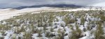 WinterYuccasAnd Desert2-7-2014 (80) (1600x591).jpg