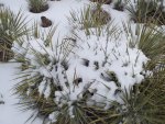 WinterYuccasAnd Desert2-7-2014 (90) (1600x1200).jpg