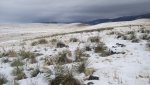 WinterYuccasAnd Desert2-7-2014 (108) (1600x1200).jpg