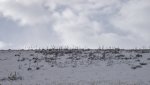 WinterYuccasAnd Desert2-7-2014 (139) (1600x899).jpg