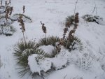 WinterYuccasAnd Desert2-7-2014 (143) (1600x1200).jpg
