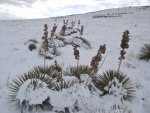 WinterYuccasAnd Desert2-7-2014 (144) (1600x1200).jpg
