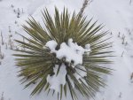 WinterYuccasAnd Desert2-7-2014 (146) (1600x1200).jpg