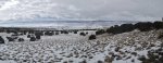 WinterYuccasAnd Desert2-7-2014 (340) (1600x608).jpg