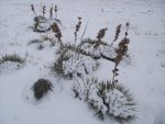 WinterYuccasAnd Desert2-7-2014 (156) (1600x1200).jpg