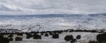 WinterYuccasAnd Desert2-7-2014 (346) (1600x643).jpg