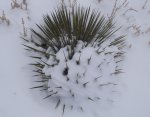 WinterYuccasAnd Desert2-7-2014 (157) (1600x1200).jpg