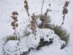 WinterYuccasAnd Desert2-7-2014 (161) (1600x1200).jpg