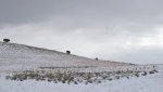 WinterYuccasAnd Desert2-7-2014 (167) (1600x900).jpg
