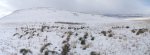 WinterYuccasAnd Desert2-7-2014 (174) (1600x584).jpg