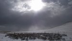 WinterYuccasAnd Desert2-7-2014 (202) (1600x1200).jpg