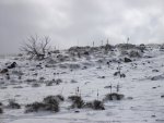 WinterYuccasAnd Desert2-7-2014 (219) (1600x1200).jpg