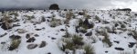 WinterYuccasAnd Desert2-7-2014 (250) (1600x629).jpg