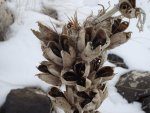 WinterYuccasAnd Desert2-7-2014 (257) (1600x1200).jpg