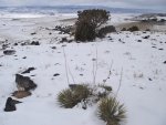 WinterYuccasAnd Desert2-7-2014 (285) (1600x1200).jpg