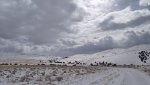WinterYuccasAnd Desert2-7-2014 (438) (1600x899).jpg