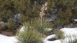 WinterYuccasAnd Desert2-7-2014 (393) (1600x899).jpg