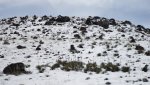 WinterYuccasAnd Desert2-7-2014 (420) (1600x898).jpg