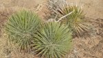 BullfrogDesertDaysFeb.17-20,2014 420 (1600x899).jpg