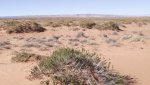 GreenRiverHanksvilleDesert3-12-15,2014 (274) (1600x899).jpg