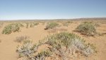 GreenRiverHanksvilleDesert3-12-15,2014 (284) (1600x899).jpg