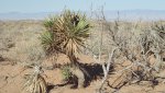 GreenRiverHanksvilleDesert3-12-15,2014 (287) (1600x901).jpg