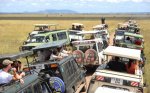serengeti traffic jam.jpg serengeti traffic jam.jpg