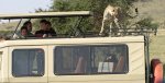 safari_safari_safariextension_index_safariextension_index_tanzania-safari-vehicle.jpg