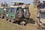 Leopard-roaming-under-safari-vehicles_fs.jpg Leopard-roaming-under-safari-vehicles_fs.jpg